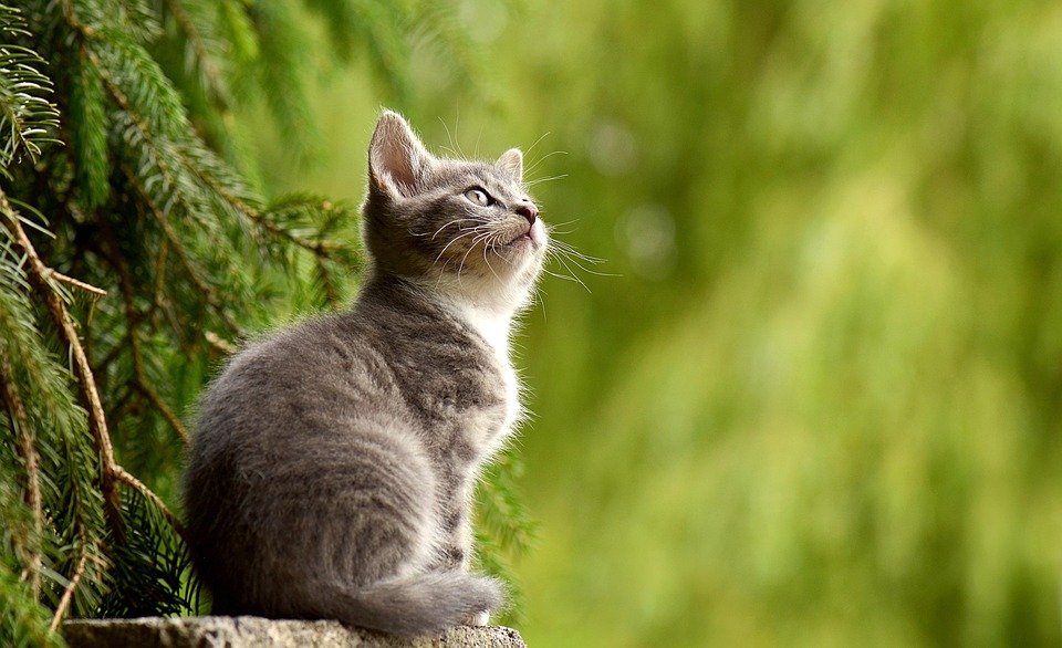 cat-2083492_960_720.jpg